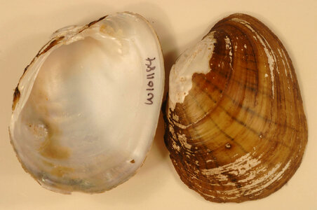 Lampsilis cardium-2