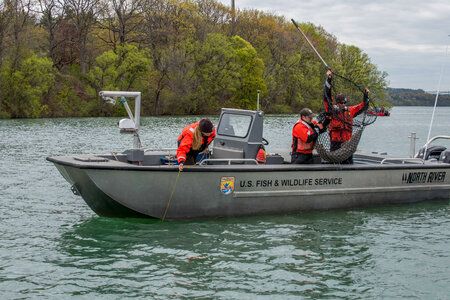 USFWS Fisheries crew in boat capturing lake sturgeon