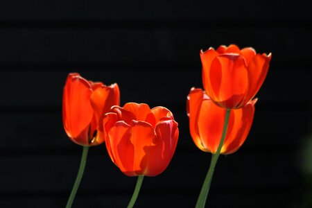 Orange tulips flowers flower