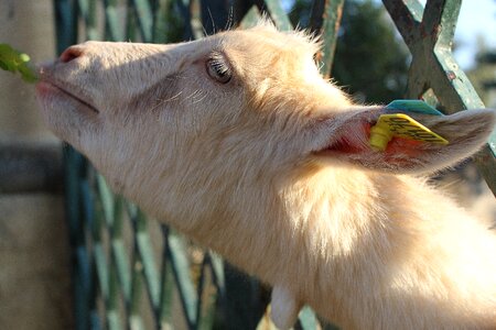 Biquette animal goat photo