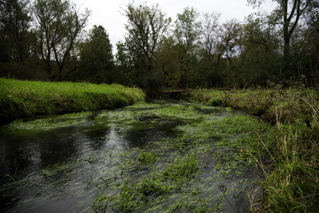 River landscape with grass and trees