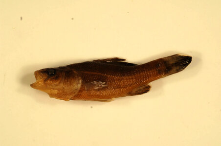 Aphredoderus sayanus-1
