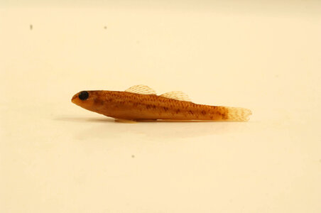 Etheostoma nigrum-1