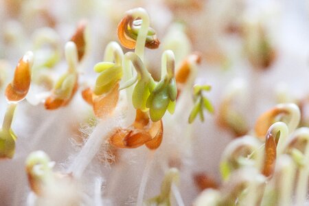 Plant developing germ embryophyta