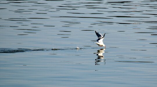 Seagull wading bird shorebird