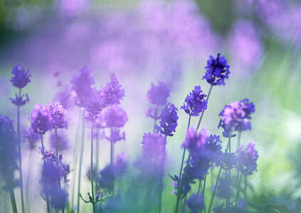 Lavender bushes closeup on sunset. photo