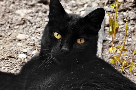 Black cat domestic cat