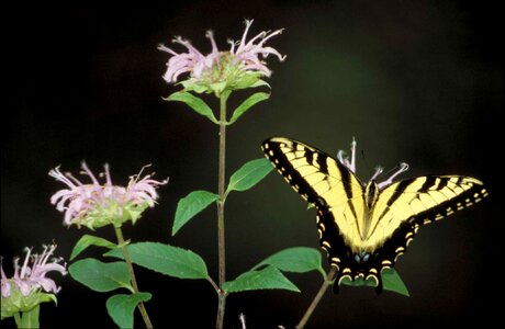 Black blossoming butterfly