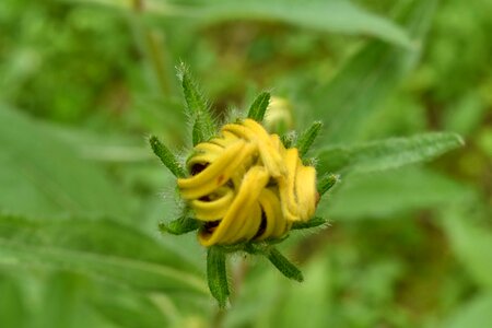 Flower Bud flower garden focus