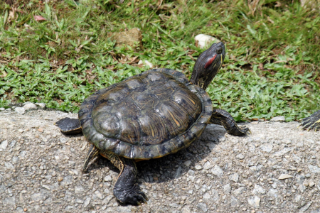Sunlight animal wildlife