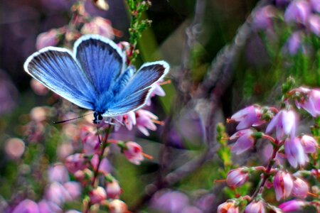 Butterflies blue heather photo