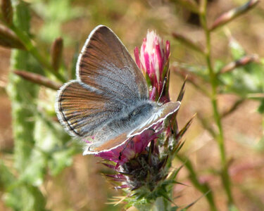 Mission Blue Butterfly photo