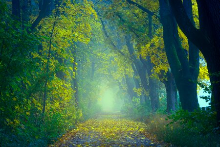 Enchanting Forest Walk photo