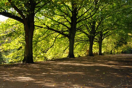 Shadow leafy wood