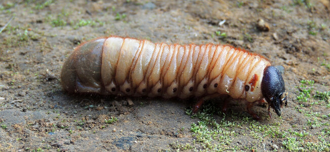 Crawly Worm photo