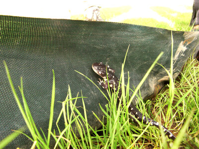 California Tiger Salamander along fence photo