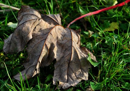 Leaf dried leaves dry