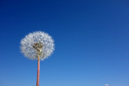 Nature plant sky