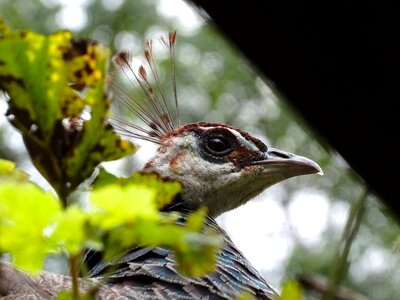 Bill nature animal