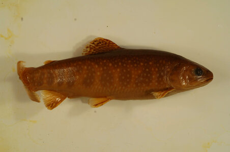 Salvelinus fontinalis-1