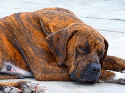 Sleep rest doze