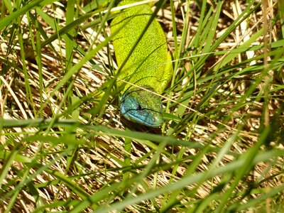 Lizard color colorful photo