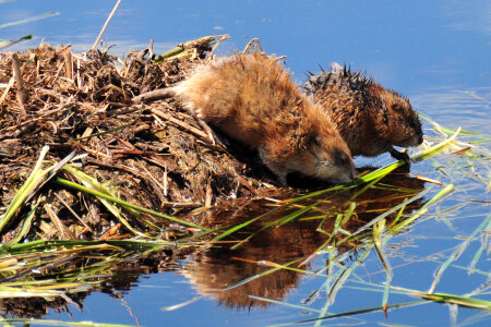 Common Muskrat pair