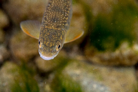 Dolly Varden-8