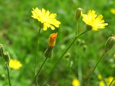 Cat's-ear hairy cat's ear false dandelion
