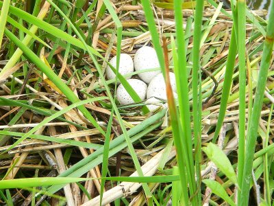 Water bird shelter safety