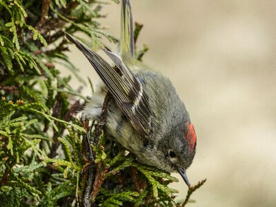 Bird feathered nature