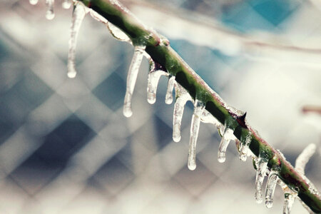 Rose Branch in Ice photo
