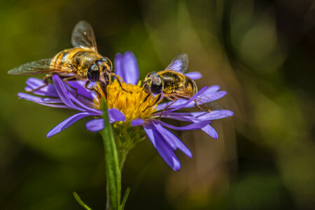 Bees pollinate on wildflowers photo
