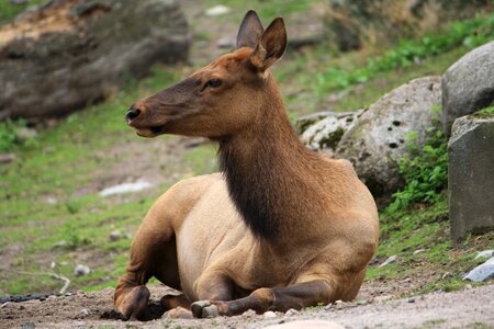 Zoo mammal nature