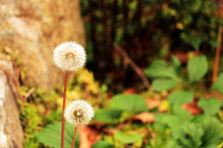 Dandelion flowers nature