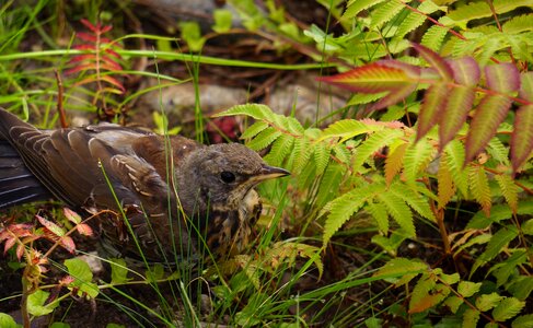 Camouflages young frightened