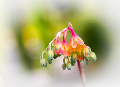 Bloom thick sheet greenhouse nature photo