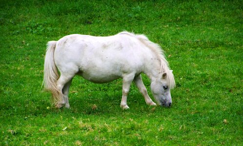 Pony small white horse hoofed animals photo