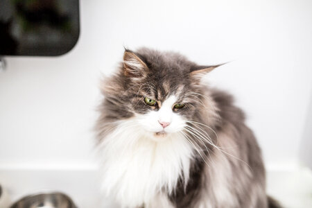 Gray Maine Coon Cat photo