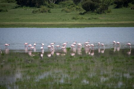 Safari lake flamingo