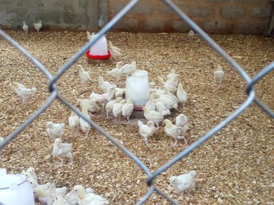 Chicken breeding wire mesh photo