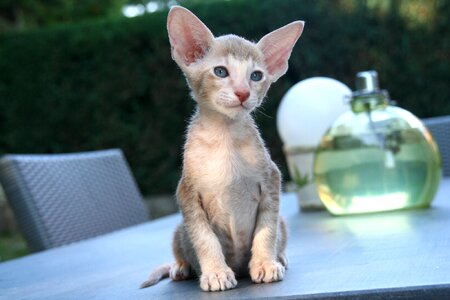 Sit wait kitten