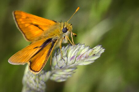 Bug macro wild plants photo