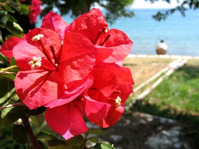 Tropical nature plant
