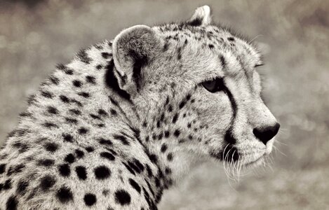 Animal carnivore cat