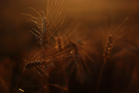 Wheat photo