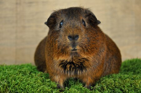 Pregnant rodent pet