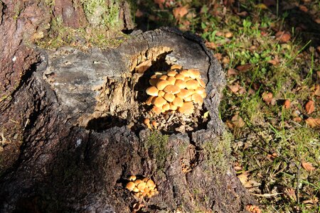 Forest disc fungus nature photo