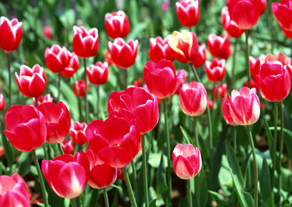Red colorful tulips, tulips in spring