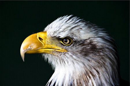 Wildlife portrait head